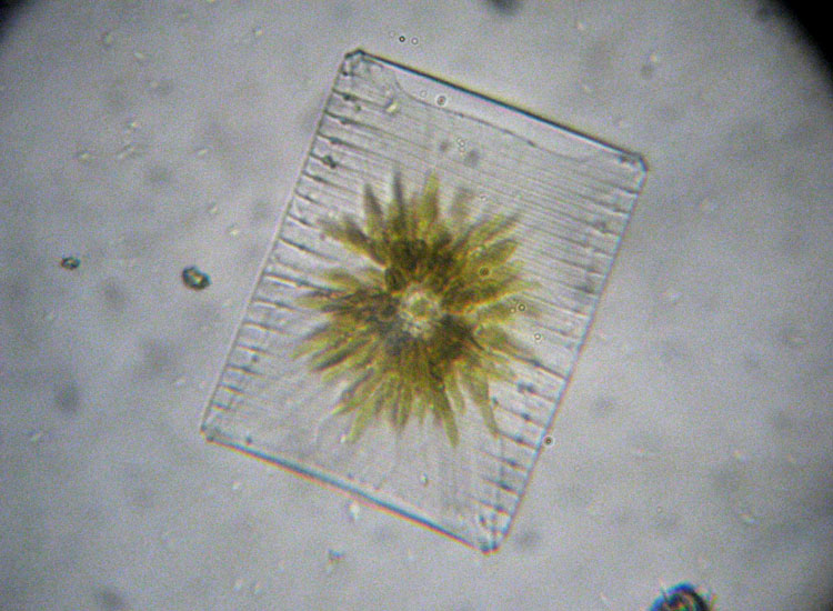 Microscopia salata